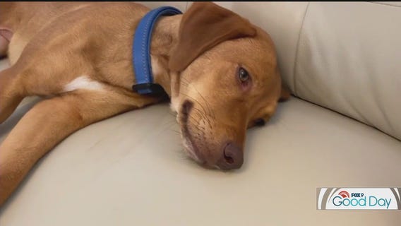 How to help your pet with anxiety