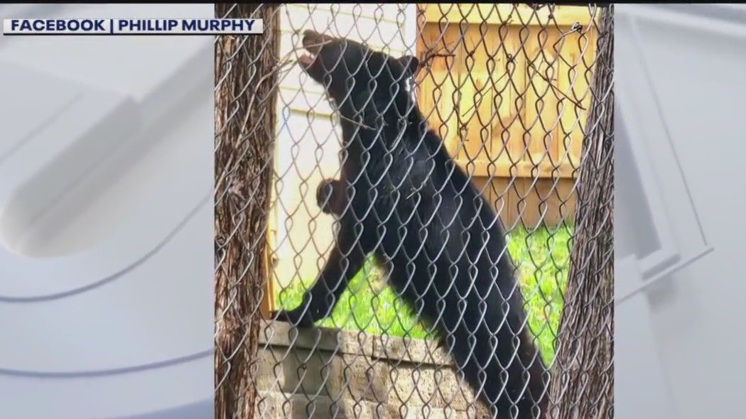 Bear shot after roaming through Minneapolis