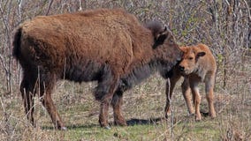 Bison herd in Dakota County welcomes calves