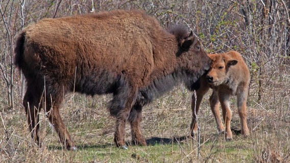 Bison herd in Dakota County welcomes calves