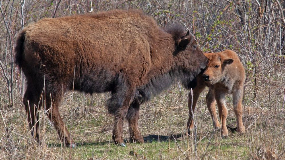 Bison herd in Dakota County welcomes calves