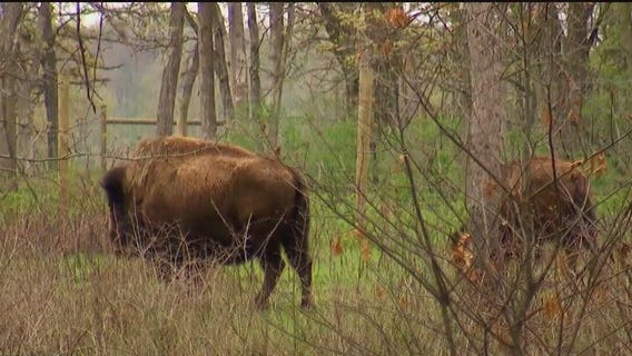 Bison Graze in Dakota County