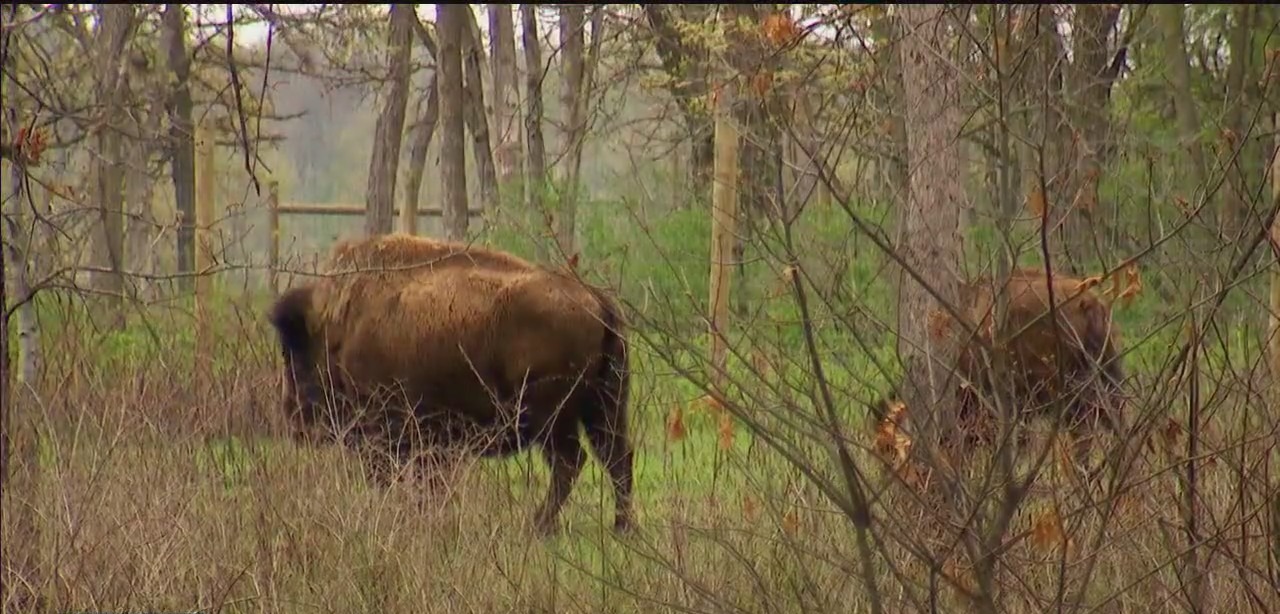 Bison Graze in Dakota County