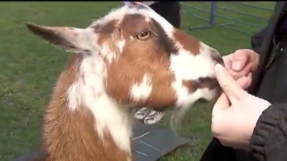 Goat yoga at The Hayloft in Hastings