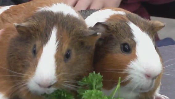 The Guinea Pigs that are also social media stars