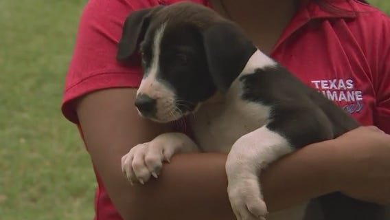 Pet of the Weekend: Texas Humane Heroes