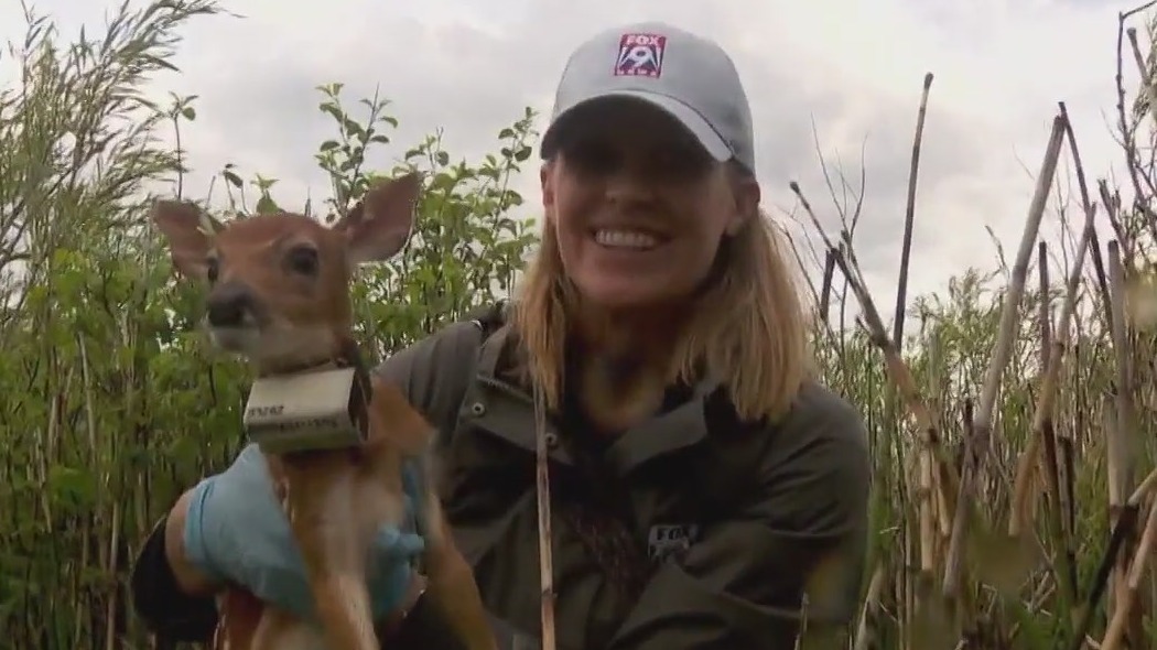 Meet the Minnesota DNR team that tracks fawns