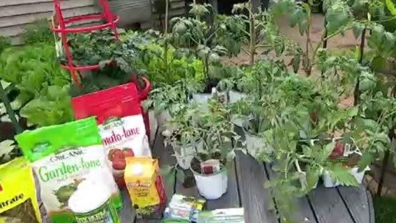 Best tips for growing tomatoes