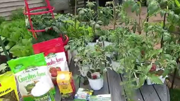 Best tips for growing tomatoes