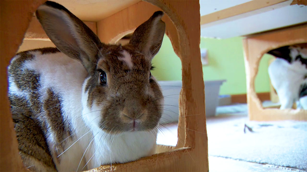 Pet rabbits being dumped in Twin Cities