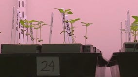 The start to Minnesota marijuana seed market