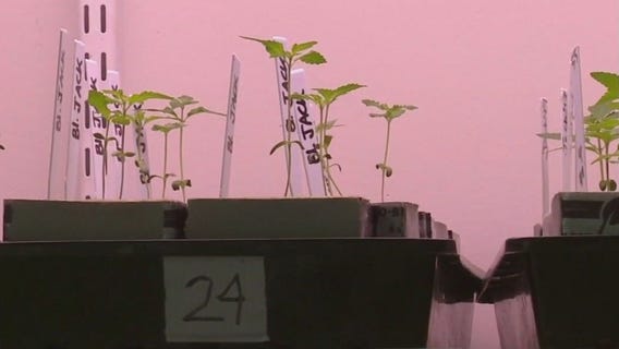 The start to Minnesota marijuana seed market