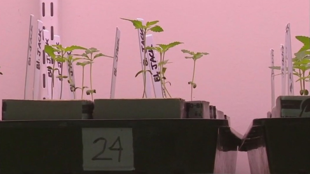 The start to Minnesota marijuana seed market