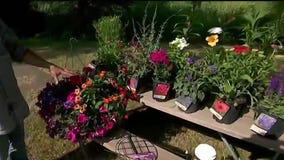 Summer perennials: The dos and don'ts