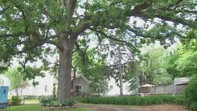 St. Paul backyard: the unlikely spot for concerts