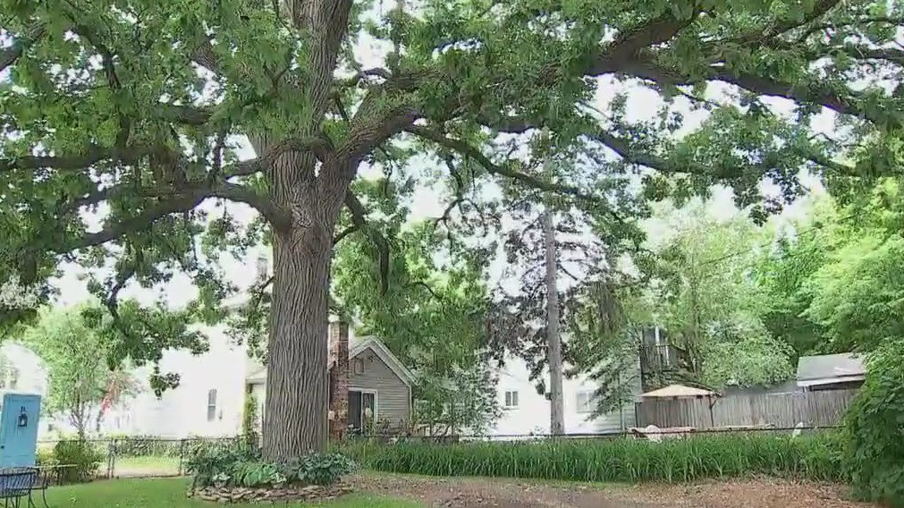 St. Paul backyard: the unlikely spot for concerts