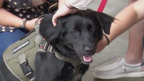 MN Wild loses valuable team member