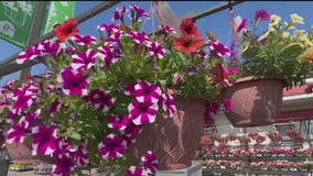 Protecting your lawn and plants from the drought