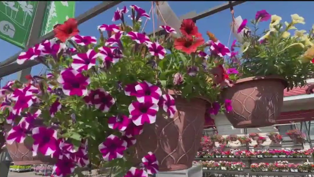 Protecting your lawn and plants from the drought