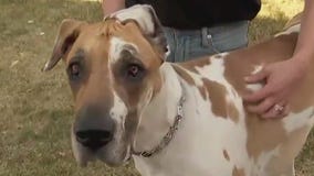 Doggie Walk benefits Page Education Foundation