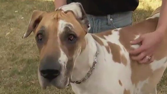 Doggie Walk benefits Page Education Foundation