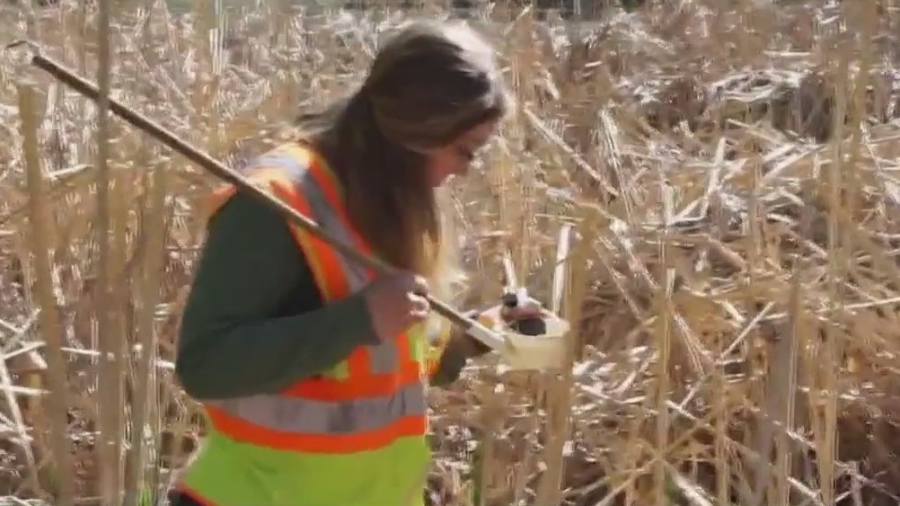 Drought leads to decrease in mosquitoes