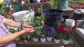 Garden Guy Dale K discusses annual planters