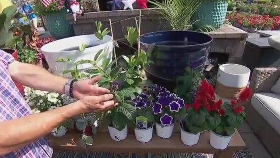 Garden Guy Dale K discusses annual planters