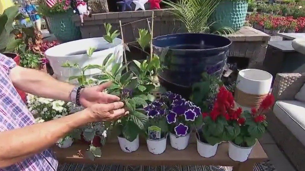 Garden Guy Dale K discusses annual planters