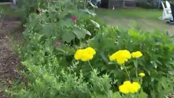 Hennepin Co. garden tour, see the prettiest ones