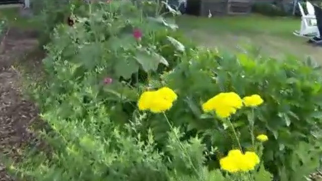 Hennepin Co. garden tour, see the prettiest ones