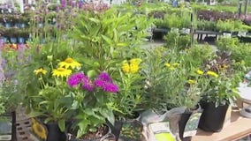 Attracting pollinators to your yard