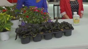 Garden Guy Dale K answers viewer questions