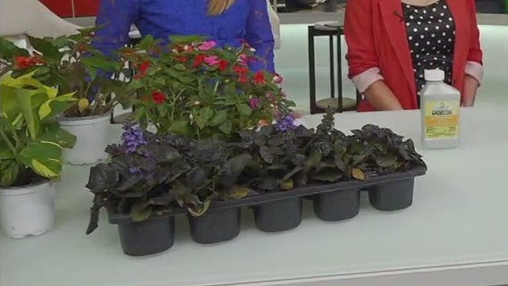 Garden Guy Dale K answers viewer questions