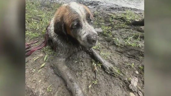 Dog rescued from mud along Minnesota river