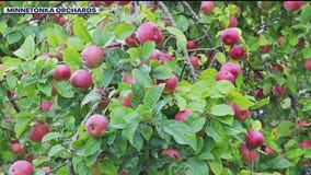 On the Map: Minnesota's apple pioneer