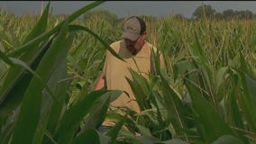 Minnesota farmers dealing with heat still