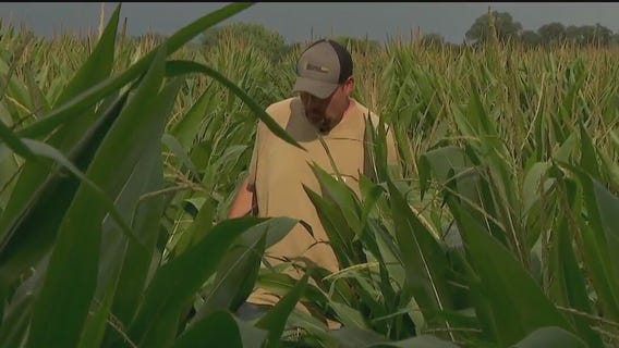 Minnesota farmers dealing with heat still