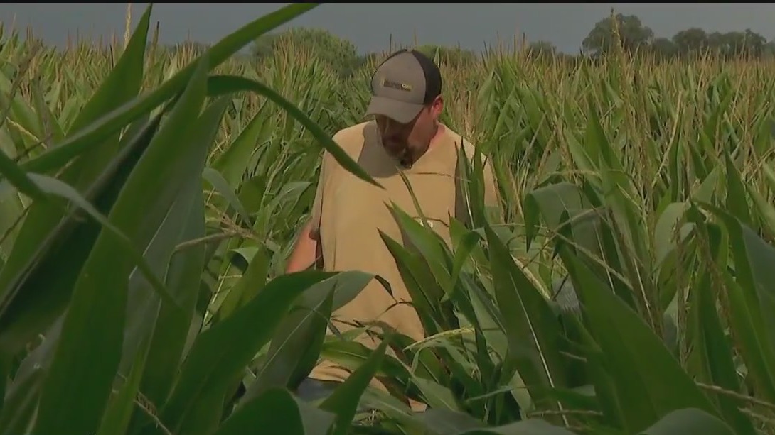 Minnesota farmers dealing with heat still