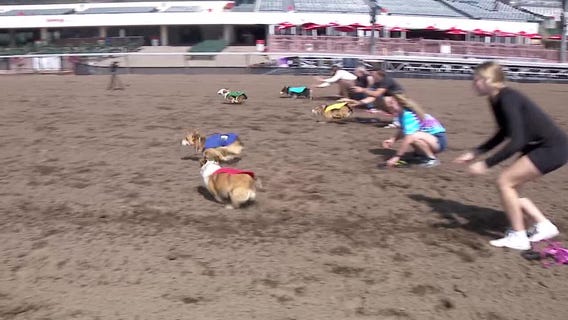 Corgi races coming to Canterbury Park