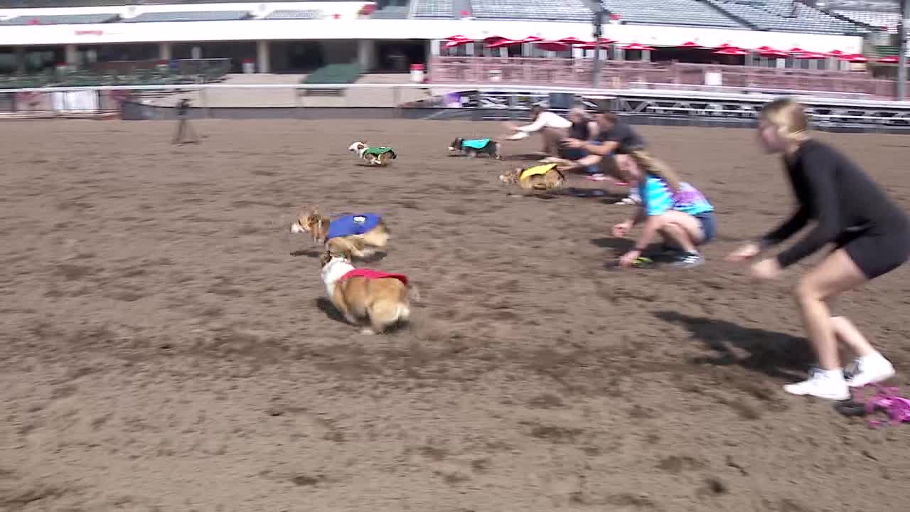 Corgi races coming to Canterbury Park