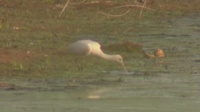 Rare bird spotted in Wisconsin