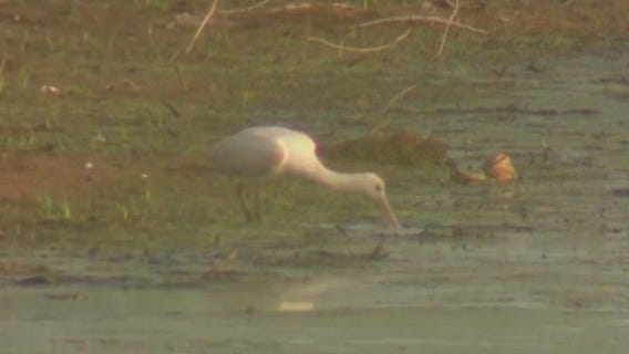 Rare bird spotted in Wisconsin