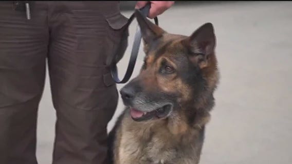 Some marijuana drug dogs will retire