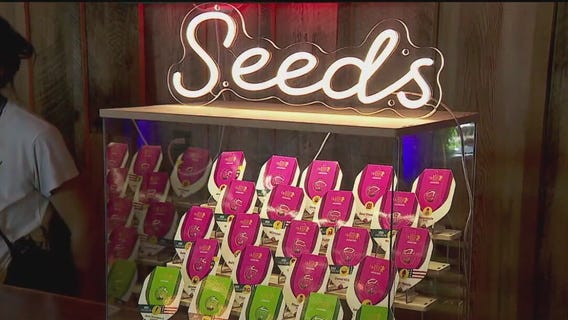 Minnesota marijuana week one recap