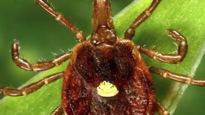Fox File Tick Red meat allergy hits MN woman after tick bite | FOX 9 Minneapolis-St. Paul