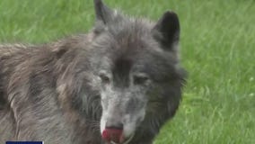 Endangered Species Act in jeopardy