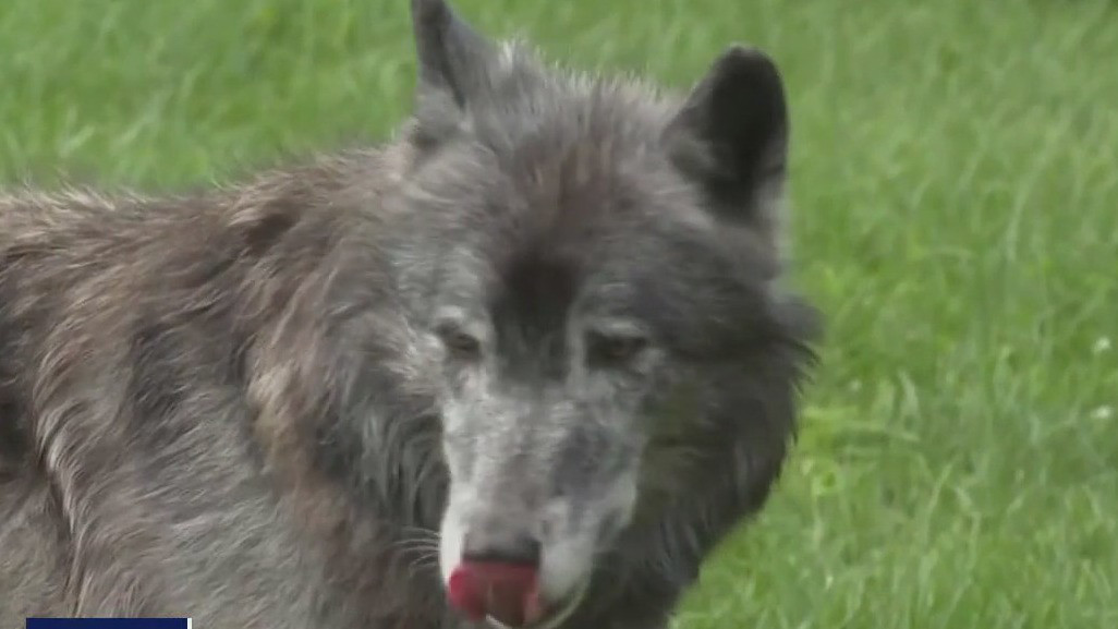 Endangered Species Act in jeopardy