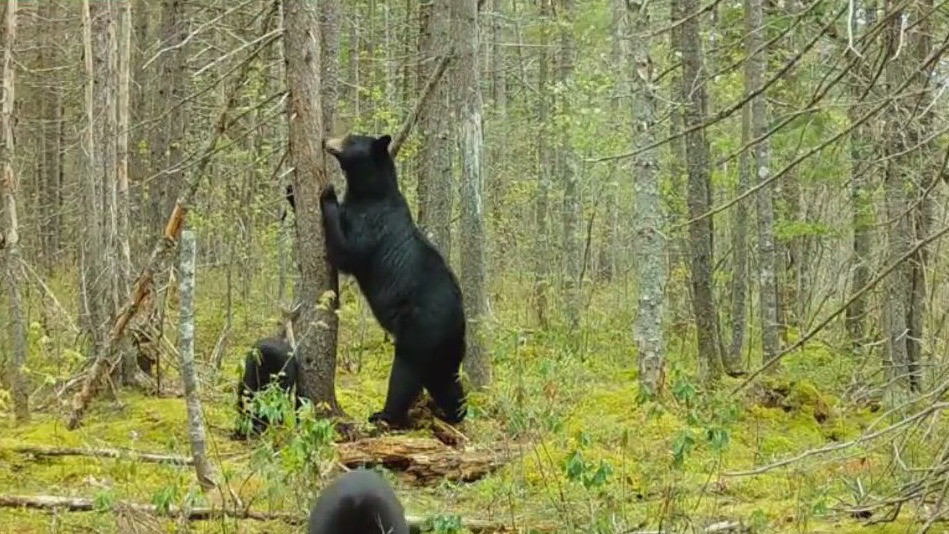 Bear, her cubs scratch backs in woods
