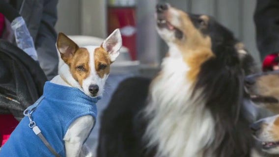 All About Dogs Day at the Arboretum